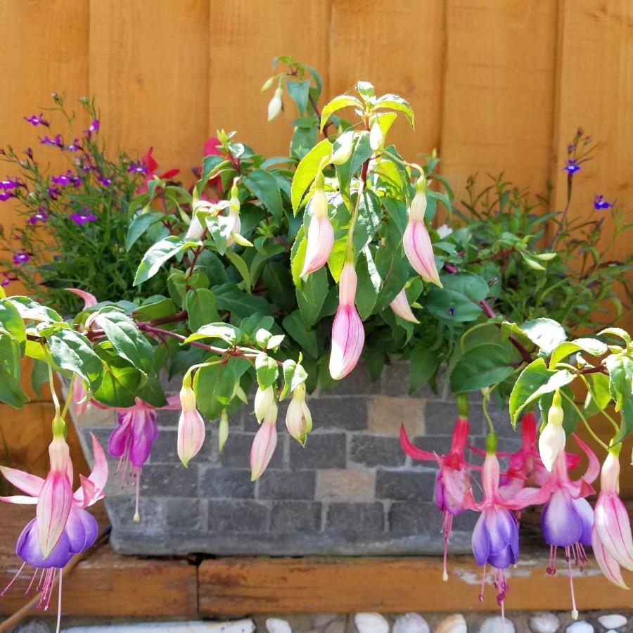 Bugle Eden'S Rest Bed And Breakfast المظهر الخارجي الصورة